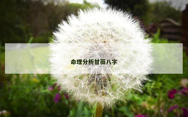 命理分析甘薇八字