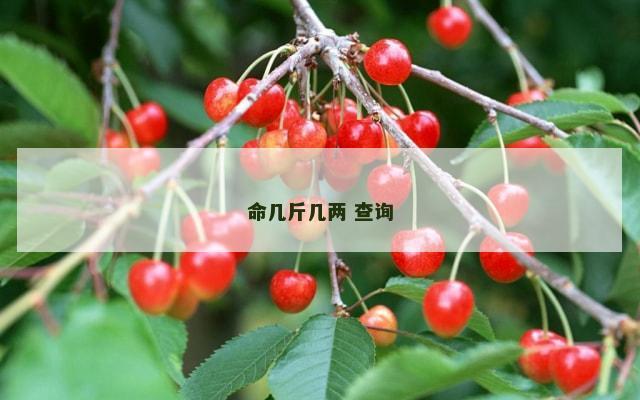 命几斤几两 查询