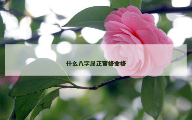 什么八字属正官格命格