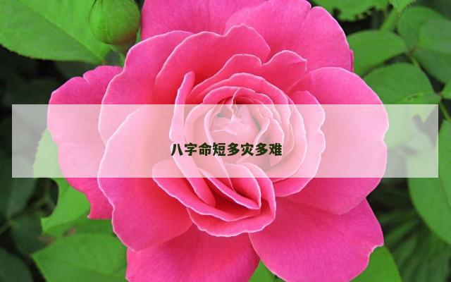 八字命短多灾多难