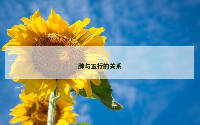 肺与五行的关系