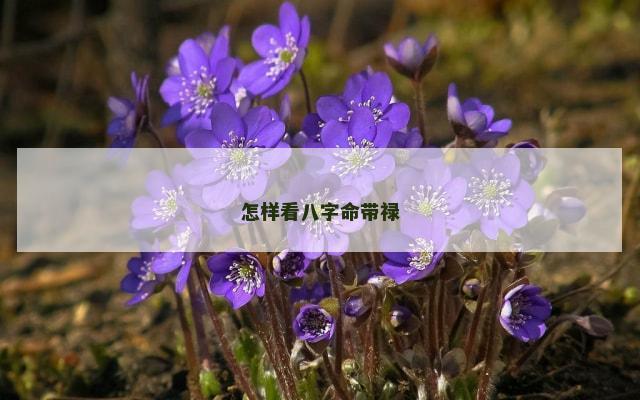怎样看八字命带禄