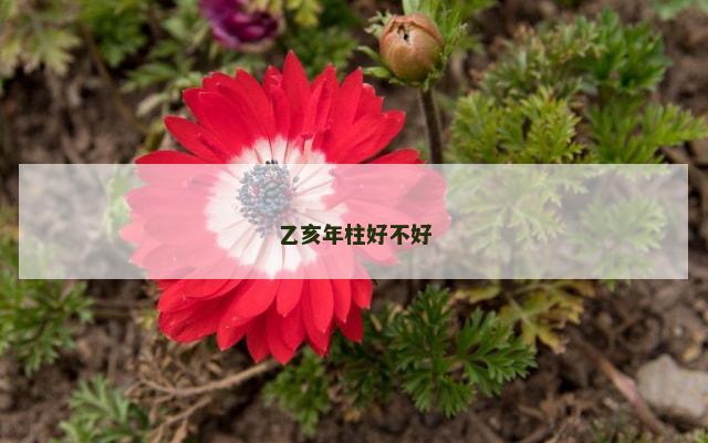 乙亥年柱好不好