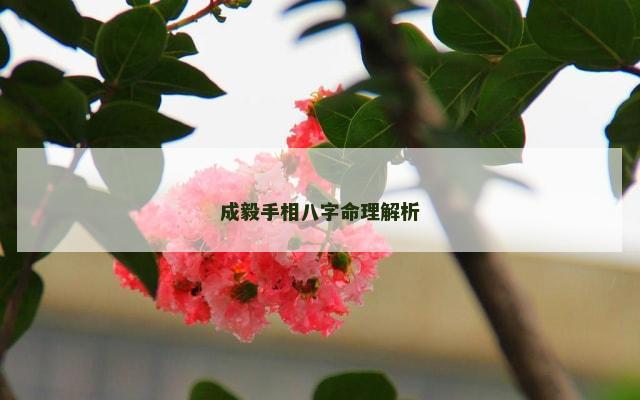 成毅手相八字命理解析