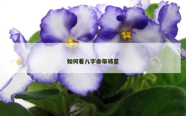 如何看八字命带将星