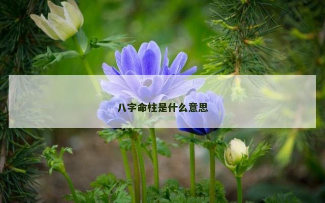 八字命柱是什么意思