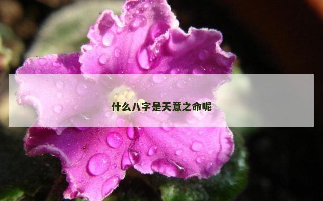 什么八字是天意之命呢