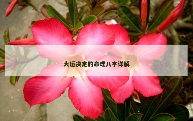 大运决定的命理八字详解