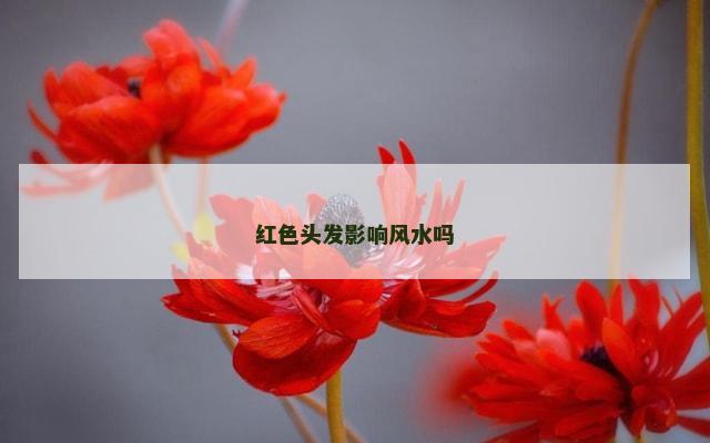 红色头发影响风水吗