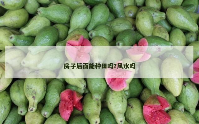 房子后面能种田吗?风水吗