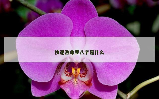 快速测命里八字是什么