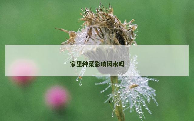 家里种菜影响风水吗
