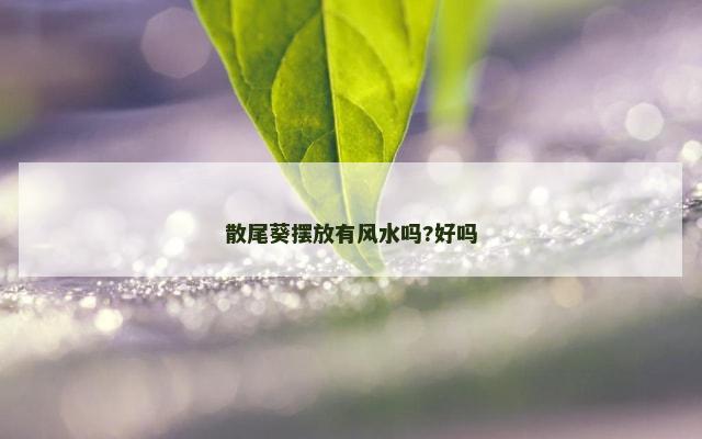 散尾葵摆放有风水吗?好吗