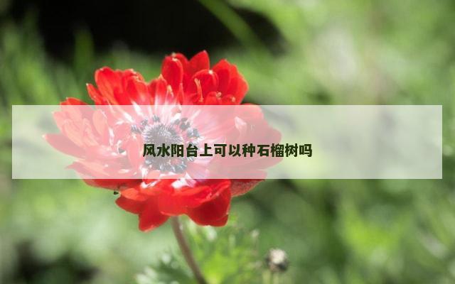 风水阳台上可以种石榴树吗