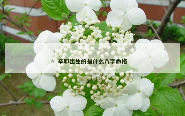 辛卯出生的是什么八字命格