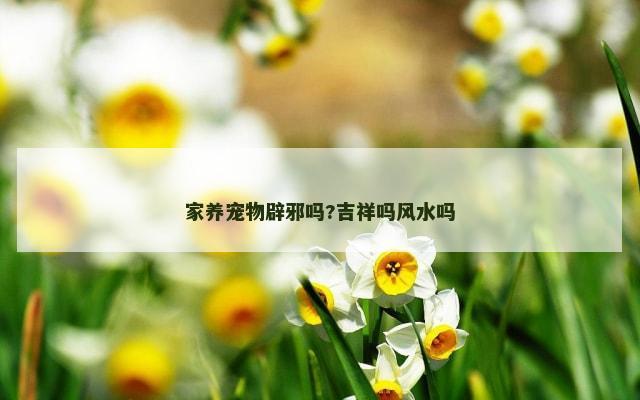 家养宠物辟邪吗?吉祥吗风水吗