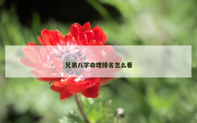 兄弟八字命理排名怎么看