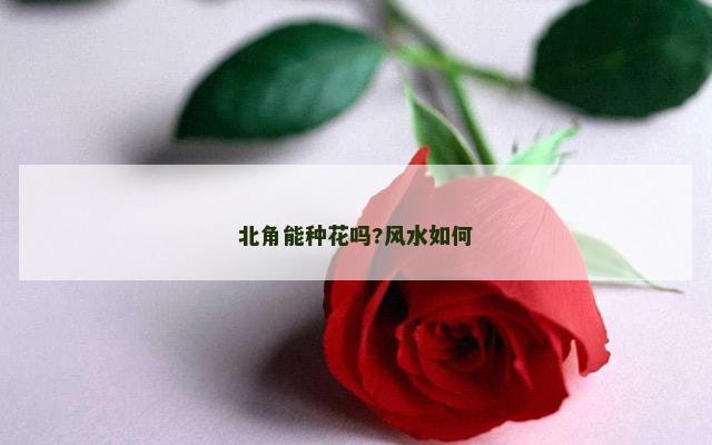 北角能种花吗?风水如何