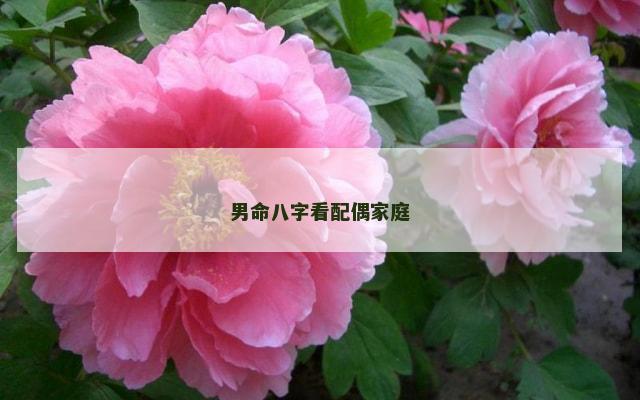 男命八字看配偶家庭