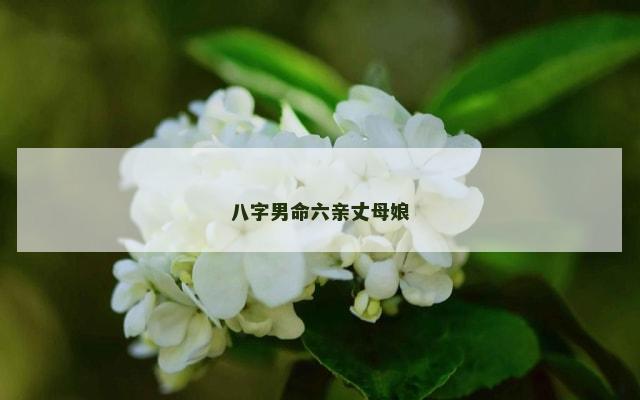 八字男命六亲丈母娘