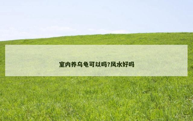 室内养乌龟可以吗?风水好吗