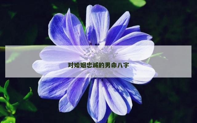 对婚姻忠诚的男命八字