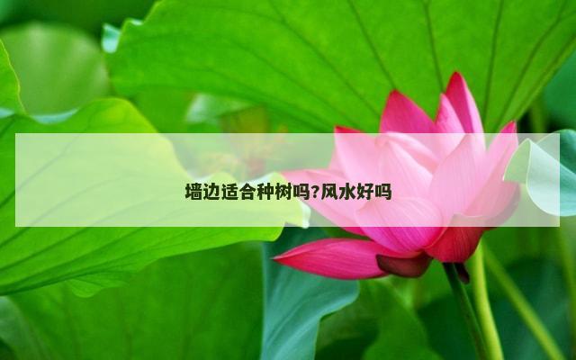墙边适合种树吗?风水好吗