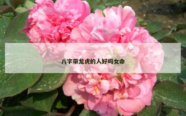 八字带龙虎的人好吗女命