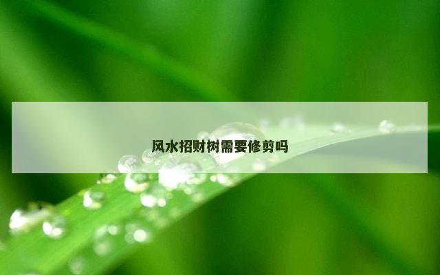 风水招财树需要修剪吗
