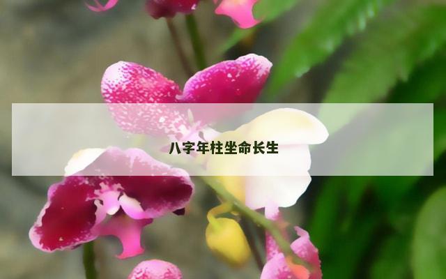 八字年柱坐命长生