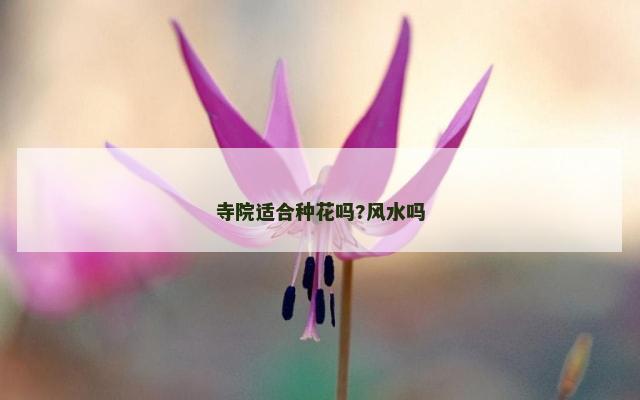 寺院适合种花吗?风水吗