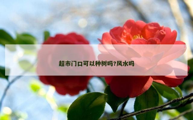 超市门口可以种树吗?风水吗