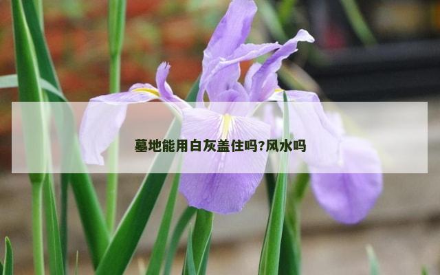 墓地能用白灰盖住吗?风水吗