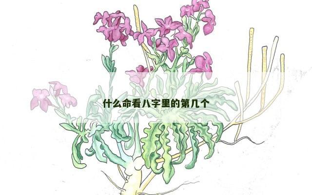 什么命看八字里的第几个