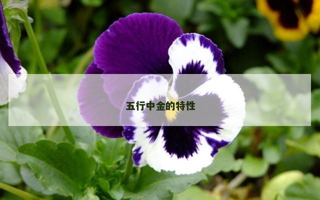 五行中金的特性