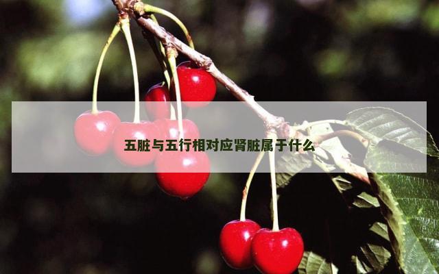五脏与五行相对应肾脏属于什么