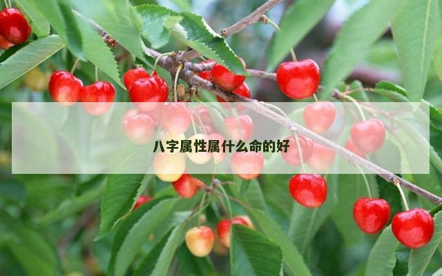 八字属性属什么命的好