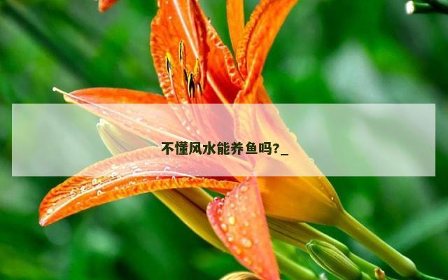 不懂风水能养鱼吗?_