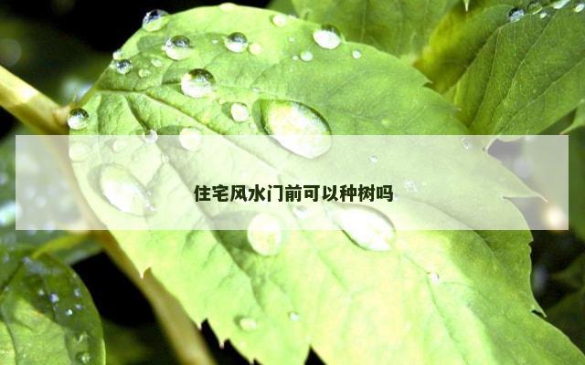 住宅风水门前可以种树吗