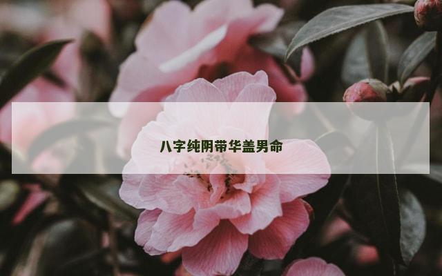 八字纯阴带华盖男命