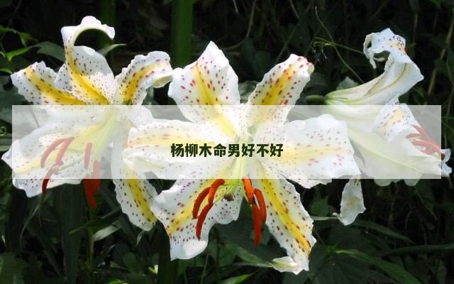 杨柳木命男好不好