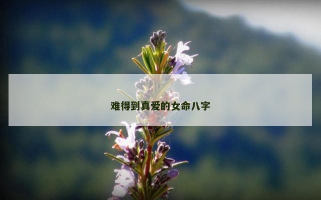 难得到真爱的女命八字