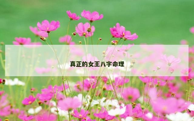 真正的女王八字命理