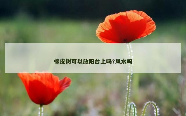 橡皮树可以放阳台上吗?风水吗