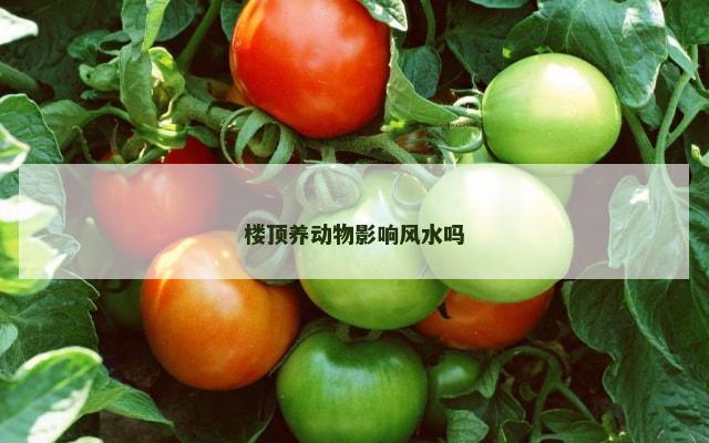 楼顶养动物影响风水吗