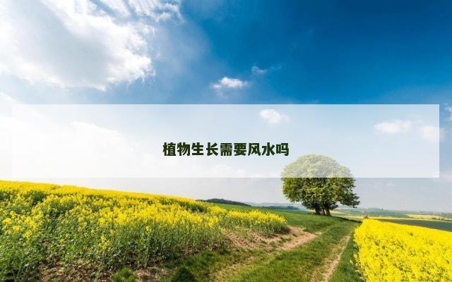 植物生长需要风水吗