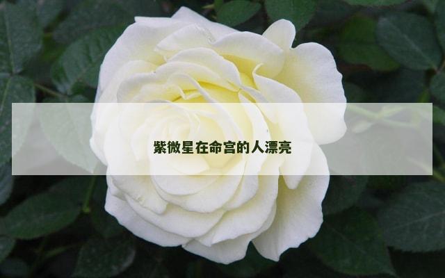 紫微星在命宫的人漂亮