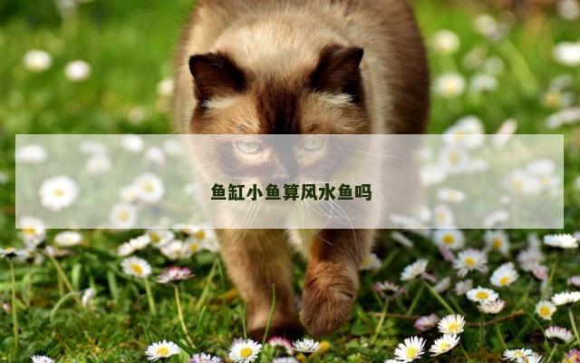 鱼缸小鱼算风水鱼吗