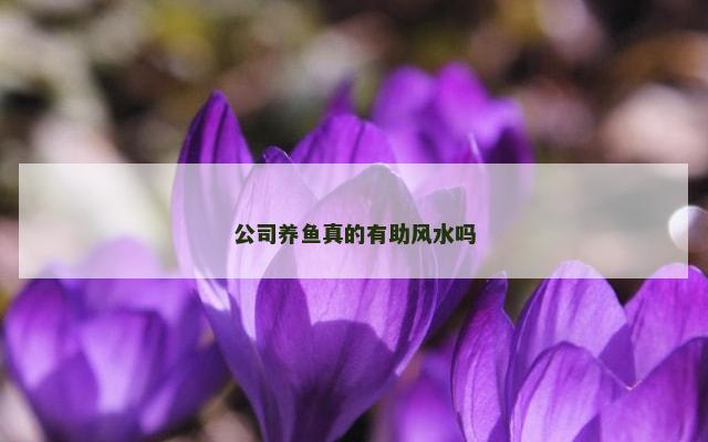 公司养鱼真的有助风水吗