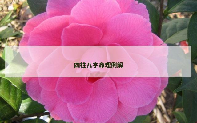 四柱八字命理例解